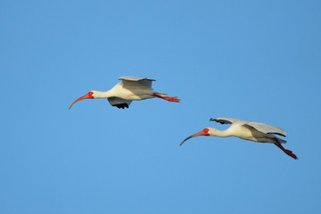 White Ibises in flight