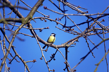 titmouse sitting on a twig