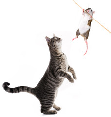 cat and mouse