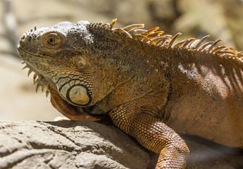 Green Iguana
