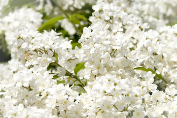 Branch of white small flowers with green leafs