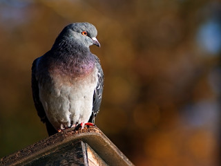 Pigeon sitting on the wooden shelter