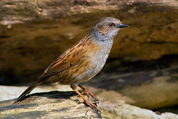 Dunnock bird on the branch