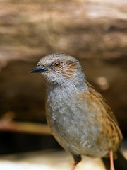 Dunnock bird in the wild