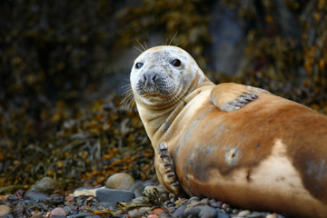 Seal on the Skomer Island beach, Wales (UK)