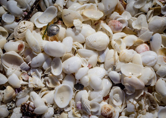 Seashells
