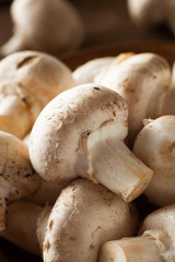Raw Organic White Mushrooms