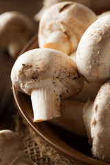 Raw Organic White Mushrooms