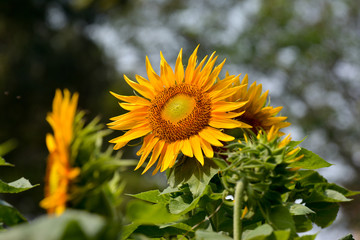 Fototapeta premium ひまわり