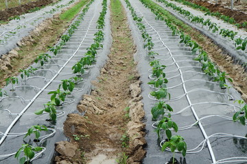 Fototapeta na wymiar Irrigation en agriculture
