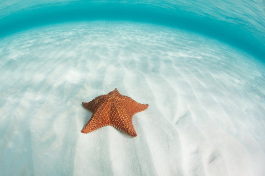Caribbean Sea and Starfish