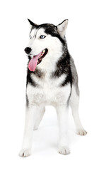 Beautiful cute husky, isolated on white
