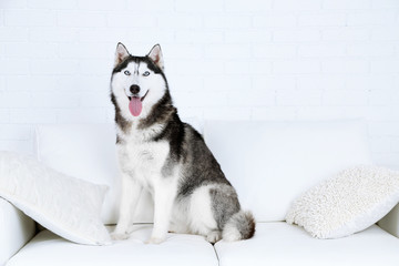 Beautiful cute husky sitting on sofa in white room