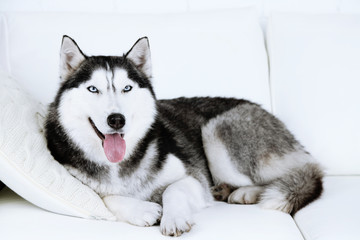 Beautiful cute husky lying on sofa in white room