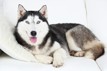Beautiful cute husky lying on sofa in white room