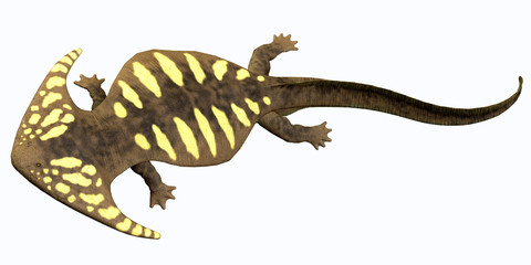 Fototapeta premium Diplocaulus Permian Amphibian