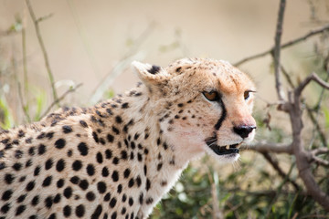Cheetah with young in the Masai Mara