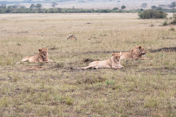 Lion in the savanna of Africa