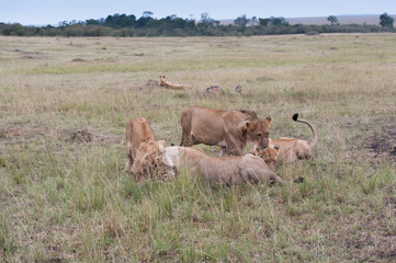 Lion in the savanna of Africa