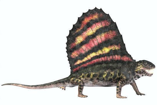 Dimetrodon Permian Reptile