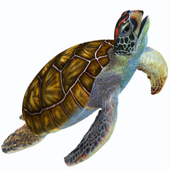 Obraz premium Profil żółwia zielonego