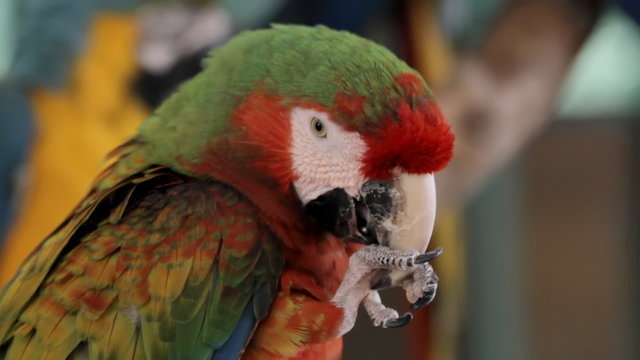 Hybrid Macaw Chewing