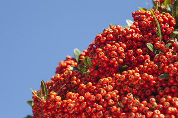 ピラカンサ　東京