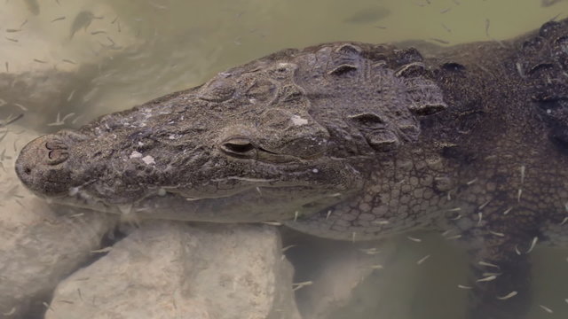 Crocodile Fish Resting On Lake