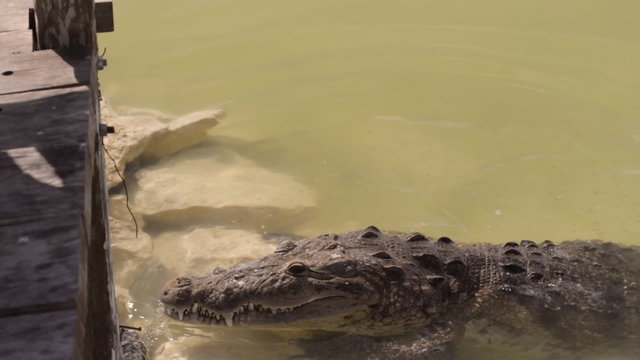 Crocodile Feeding Side View