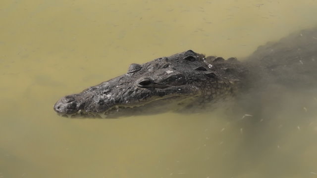 Crocodile Munching On Lake