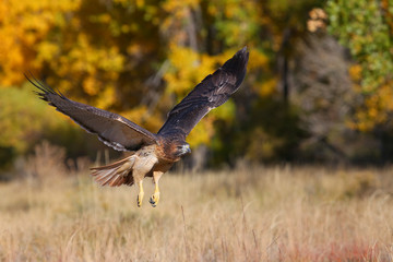 Red-tailed hawk in flight
