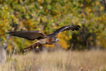 Red-tailed hawk in flight