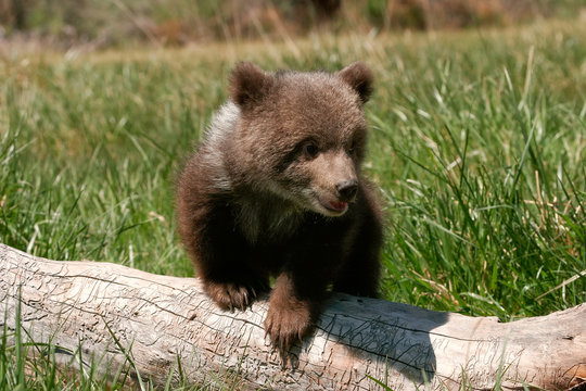 Grizzly bear cub sitting on the log