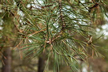 winter forest in Ukraine
