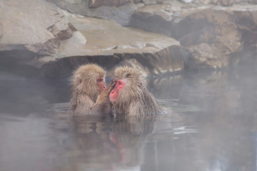 Naklejka premium 天然温泉に入るニホンザル Japanese monkey which I operate on in a hot spring