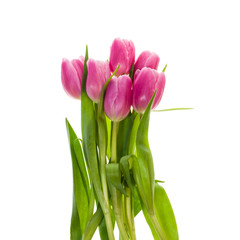 Bouquet of pink tulips isolated on white