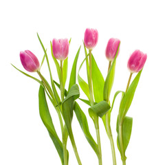 Bouquet of pink tulips isolated on white