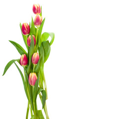 Bouquet of pink and yellow tulips on white