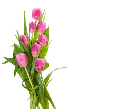 Bouquet of pink tulips isolated on white