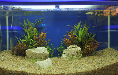 aquarium © chin797