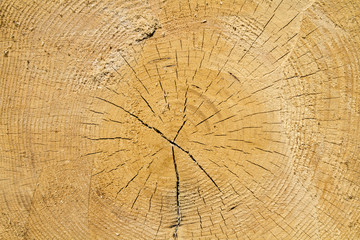 Fototapeta premium Jahresringe