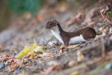 Least weasel