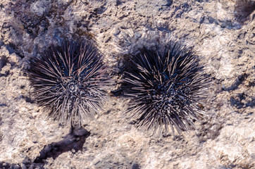 Sea Urchin