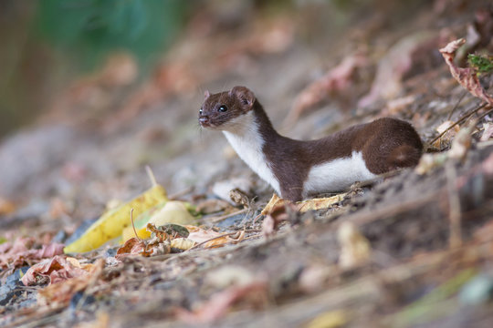 Least Weasel