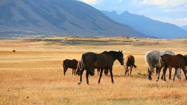 Horses grazing in argentinian farmland