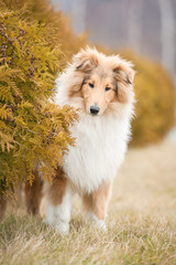 Rough collie dog walking in the park