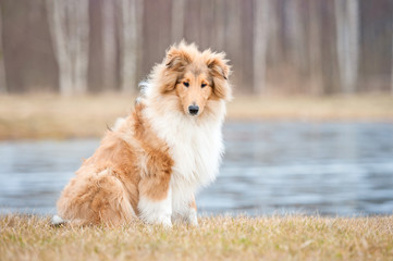 Rough collie dog sitting in the park