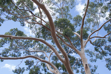 Pink gum tree