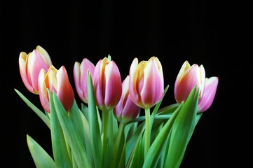 Strauß mit Tulpen