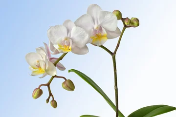 Fotobehang weiße Orchidee © Rebel